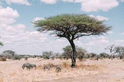 (8月) 坦桑尼亞 Mt.Kilimanjaro+Safari