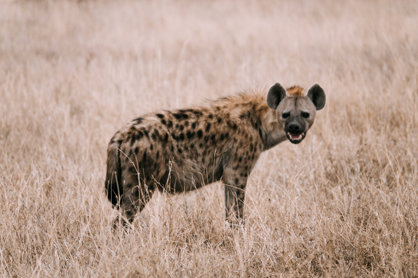 (8月) 坦桑尼亞 Mt.Kilimanjaro+Safari