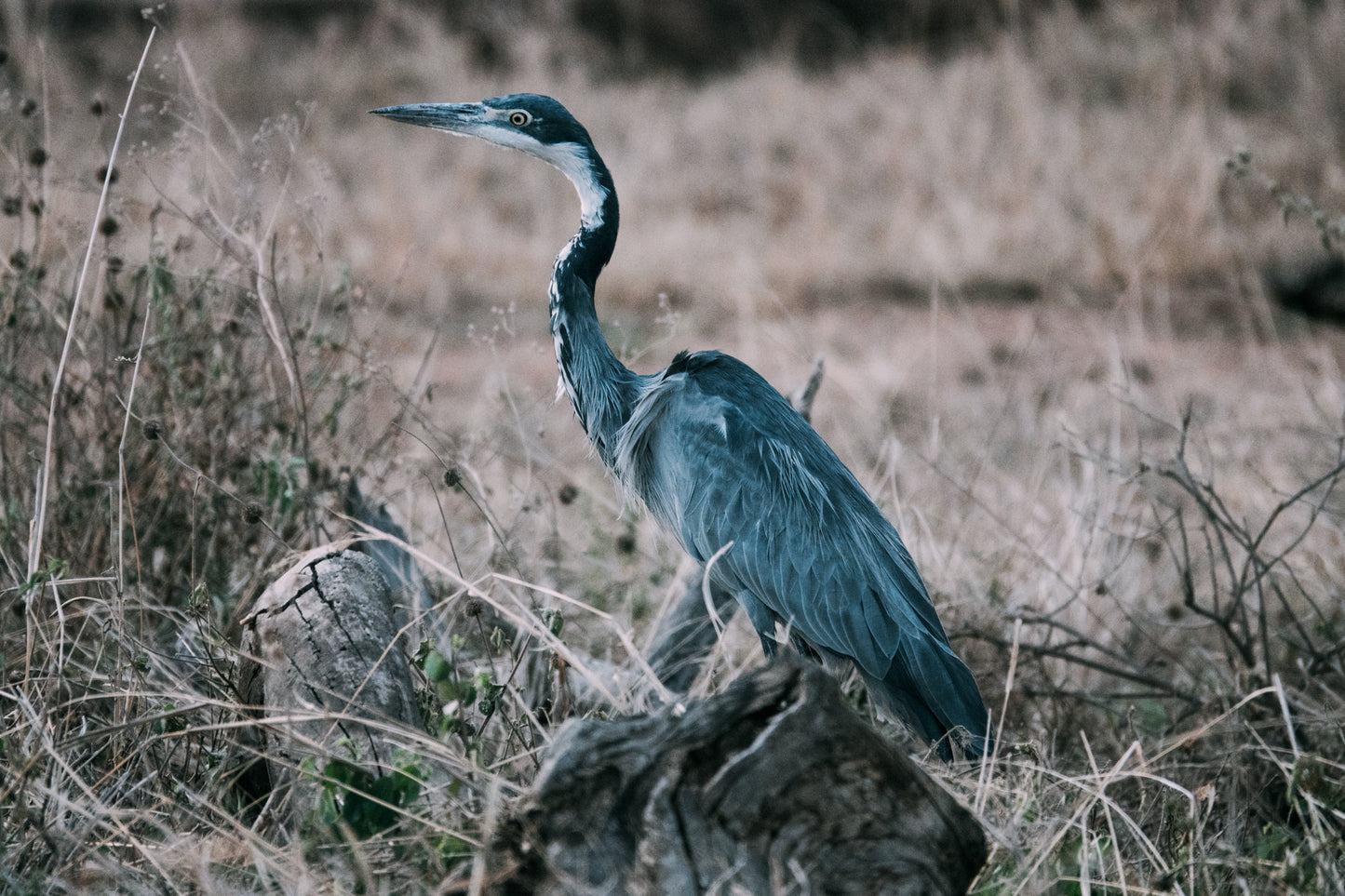 (8月) 坦桑尼亞 Mt.Kilimanjaro+Safari