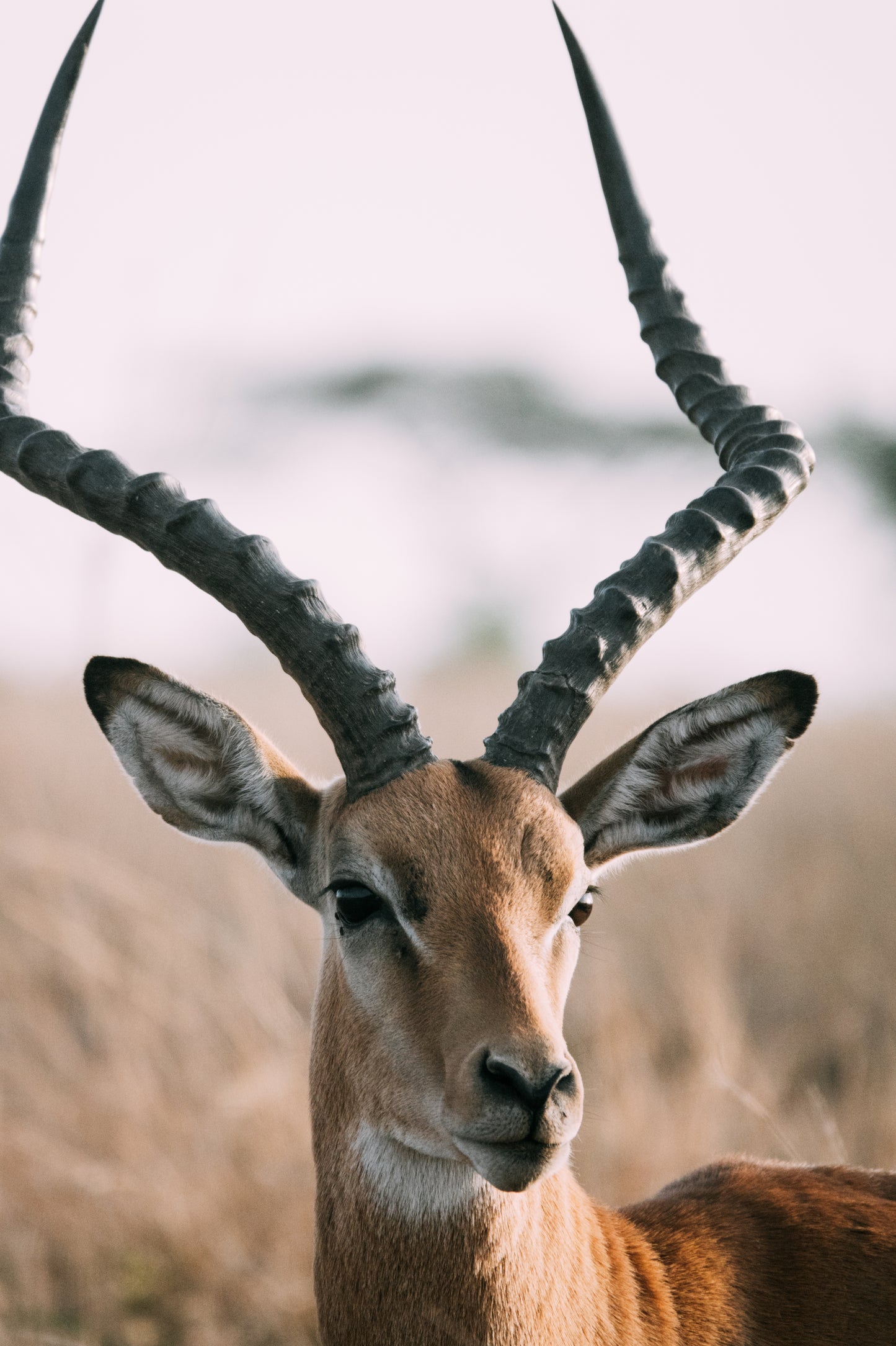 (8月) 坦桑尼亞 Mt.Kilimanjaro+Safari